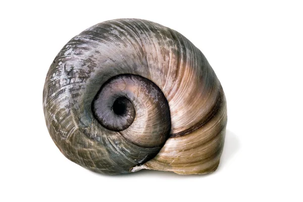 River shell close up — Stock Photo, Image