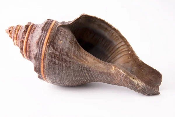 Sea shell close-up — Stockfoto