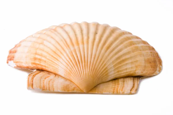 Sea shell close up — Stock Photo, Image