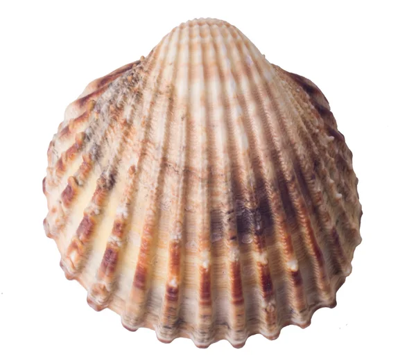Sea shell close-up — Stockfoto
