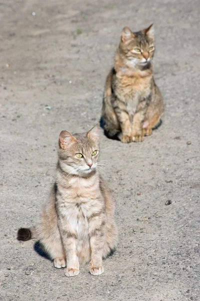 Stock image Two street cats