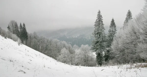 stock image Carpathian mountains