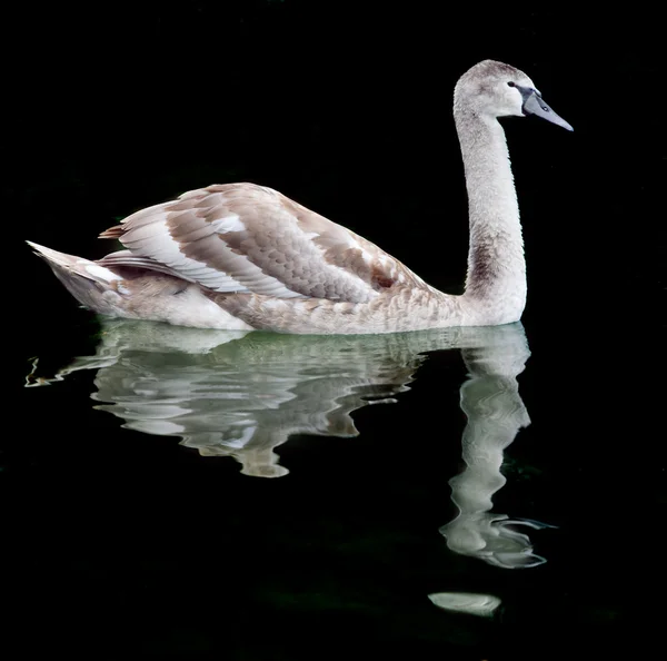 Swan på svart bakgrund Stockbild
