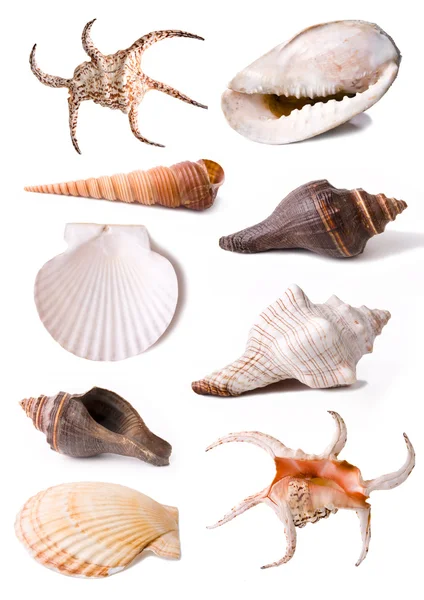 Coleção de conchas marinhas Imagem De Stock