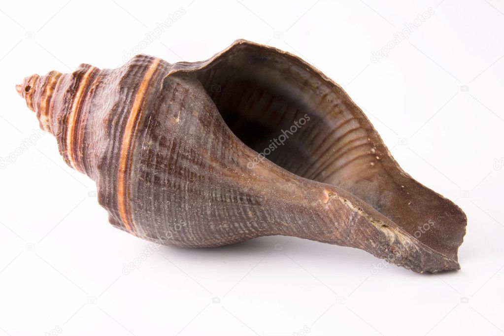 Sea shell close up — Stock Photo © vadkoz #2430084