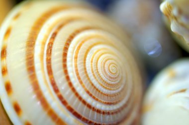 cockleshell arka plan