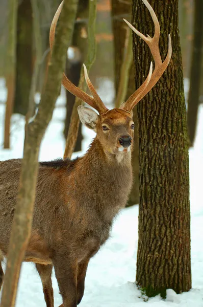 Samec jelenů — Stock fotografie