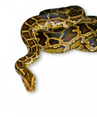Python snake close-up, isolated on white clipart