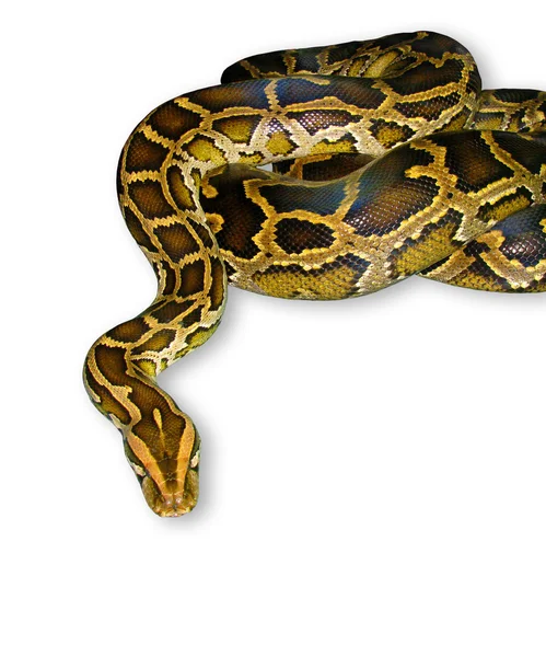 Python wąż zbliżenie, biały na białym tle na — Zdjęcie stockowe