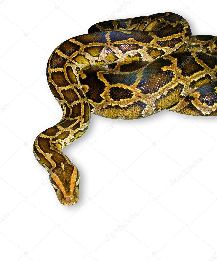 Python snake close-up, isolated on white