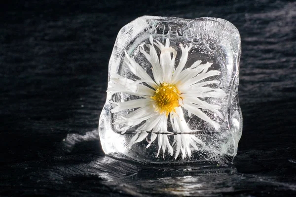 bakış açısı ile buz çiçek