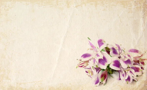 Karta kwiaty białe i fioletowe tło — Zdjęcie stockowe