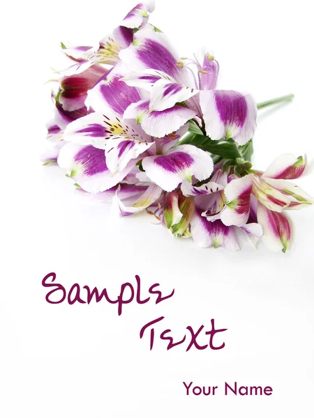 Fondo de la tarjeta de flores blanco y púrpura —  Fotos de Stock