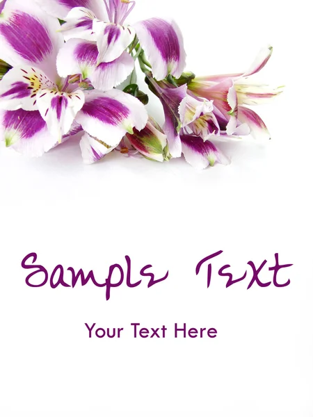 Weiße und lila Blumen Karte Hintergrund — Stockfoto