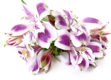 White and Purple Alstroemerias clipart