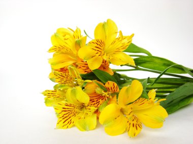 Yellow Alstroemeria flowers clipart