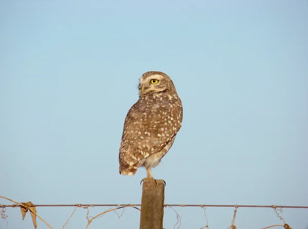 stock image Owl