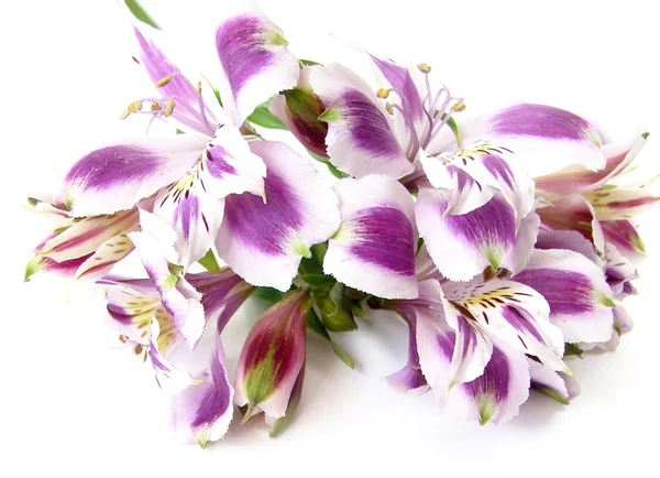 白と紫の alstroemerias — ストック写真