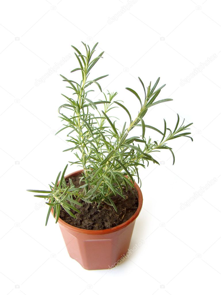 Rosemary plant Stock Photo by ©Flaps. 2524537