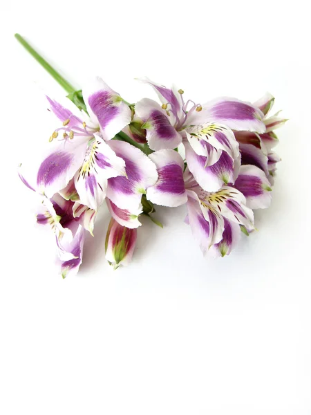 Alstremerię białe i fioletowe — Zdjęcie stockowe
