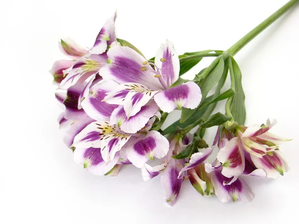 White and Purple Alstroemerias — Stock Photo, Image