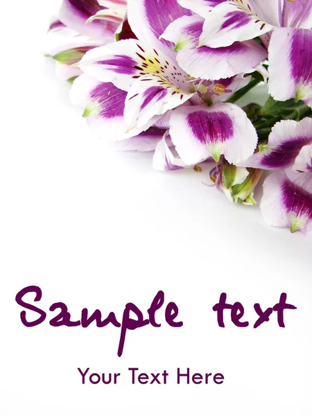 Alstremeria kwiaty kartę tło — Zdjęcie stockowe