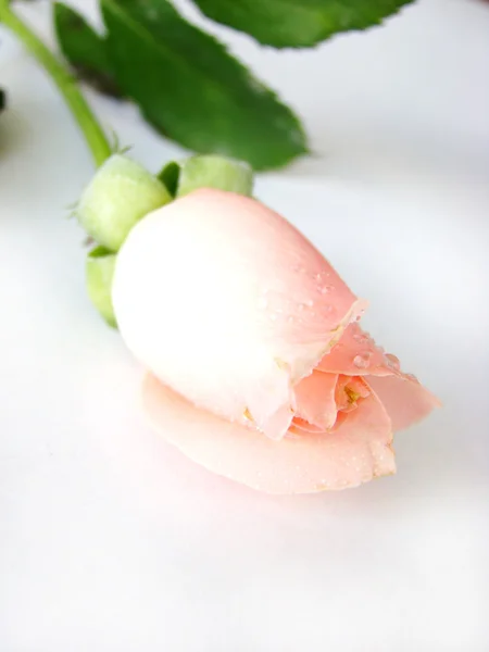 Bela rosa flor — Fotografia de Stock