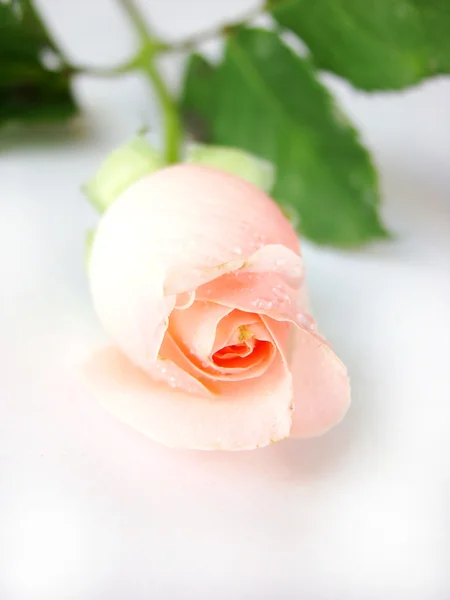Beautiful rose blossom — Stock Photo, Image