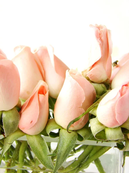 Little pink roses border — Stock Photo, Image