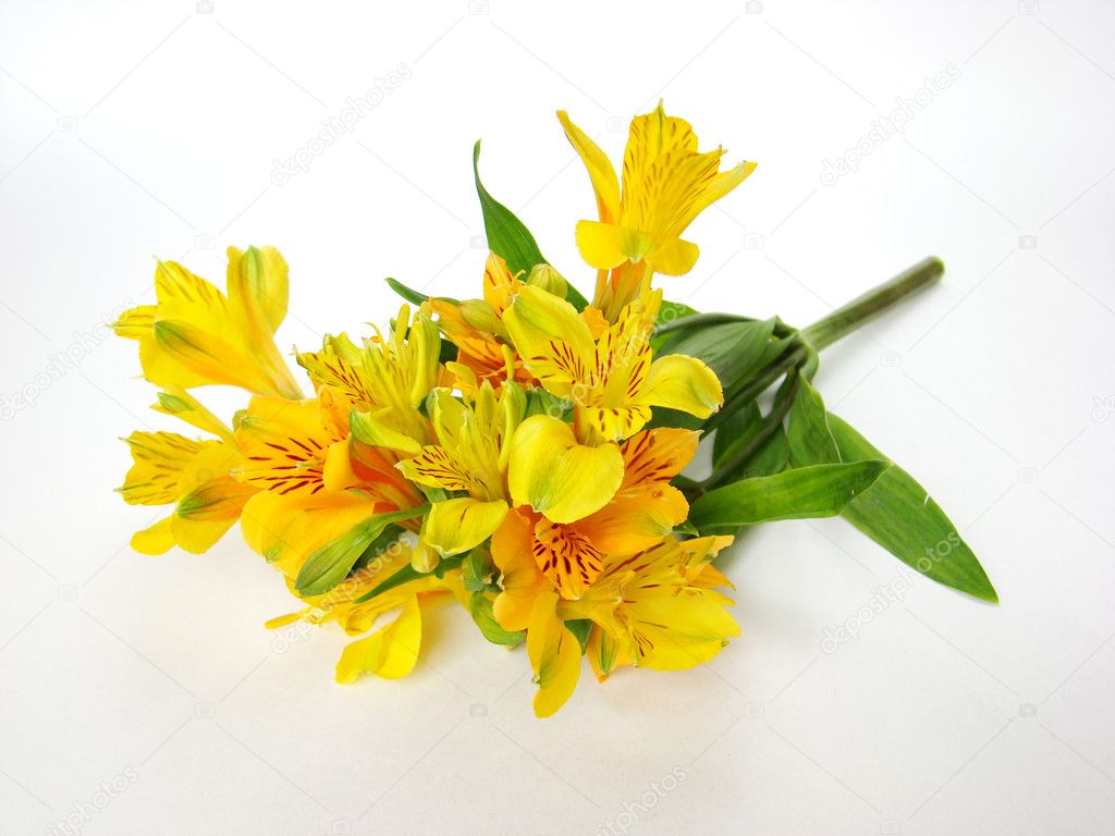 Yellow Alstroemeria flowers