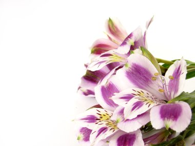 White and Purple Alstroemerias clipart