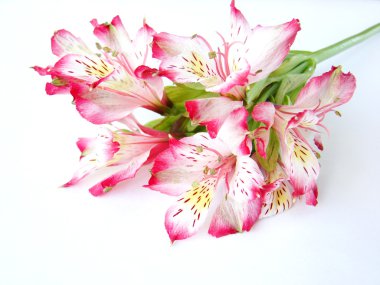 Bouquet of Alstroemeria flowers clipart