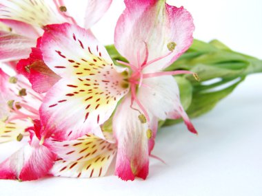 Closeup of Alstroemeria flower clipart