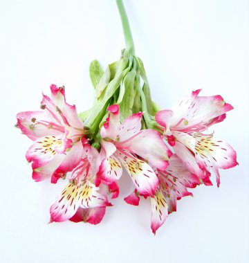 alstroemeria buket