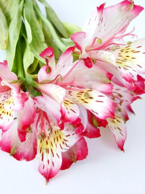 alstroemeria buket