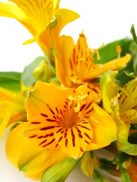 Alstremeria żółte kwiaty — Zdjęcie stockowe