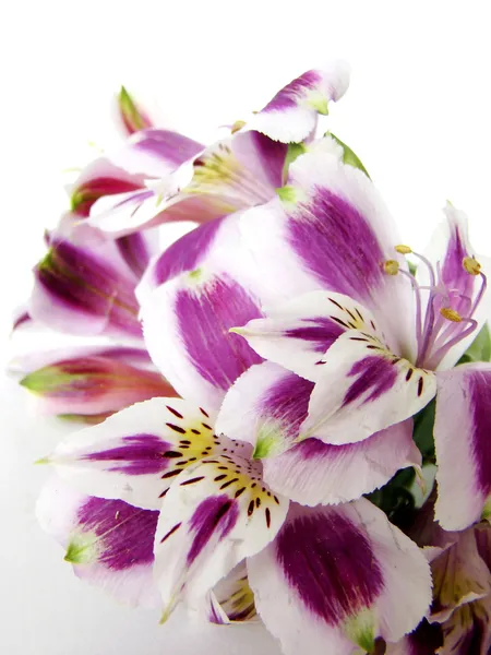 Біле та пурпурне Alstroemerias — стокове фото