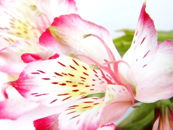 alstroemeria çiçek closeup