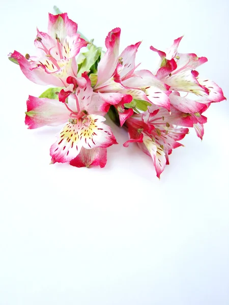 Csokor alstroemeria virágok — Stock Fotó