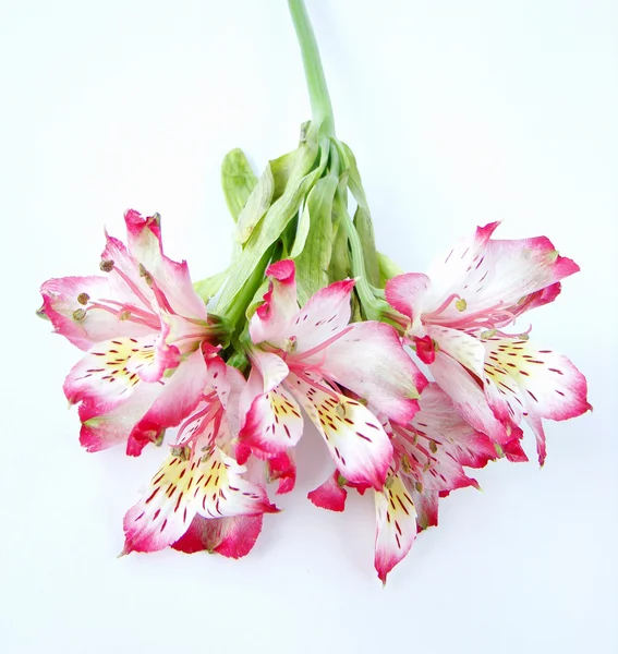 Alstroemeria 꽃의 꽃다발 — 스톡 사진
