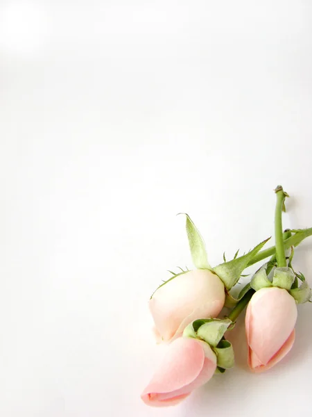 작은 핑크 장미 카드 배경 — 스톡 사진