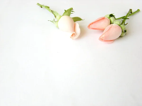 Little pink roses card background — Stock Photo, Image