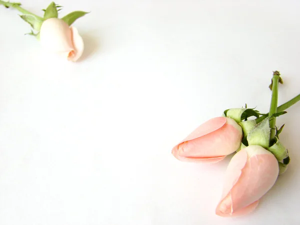 Pequenas rosas rosa cartão de fundo — Fotografia de Stock