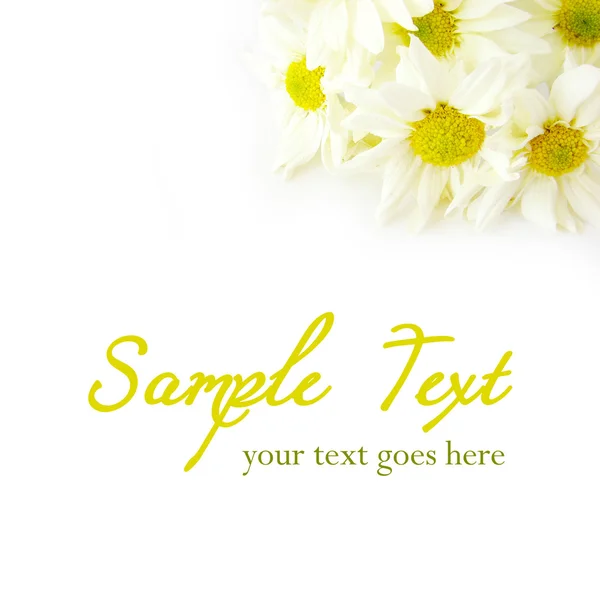Daisies card background — Stock Photo, Image