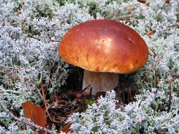 이끼에 하얀 버섯 — 스톡 사진
