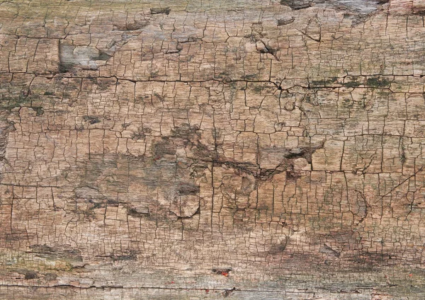 橡树树皮 — 图库照片