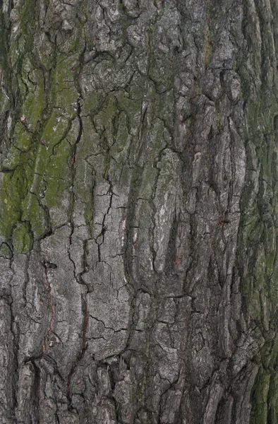 Meşe ağaç kabuğu — Stok fotoğraf