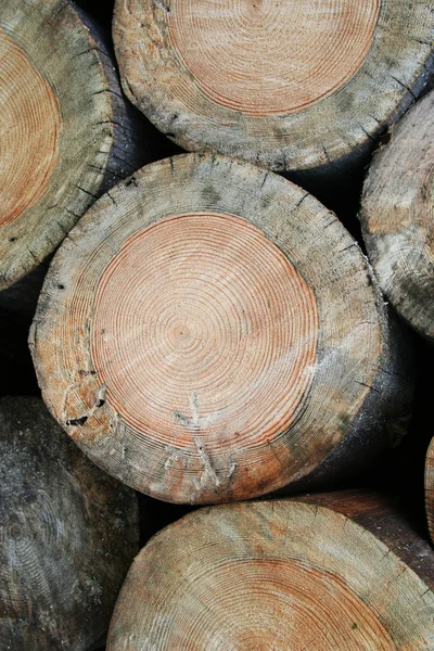 kesilen ağaçların doku