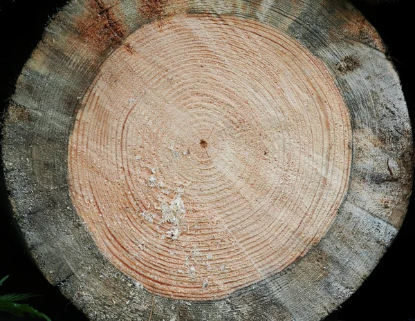 被砍的树木的纹理 — 图库照片