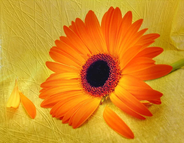 Portakal çiçeği